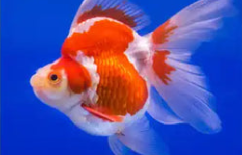 Understanding and Treating Swim Bladder Issues in Goldfish