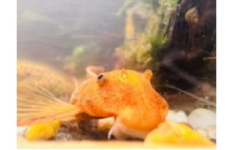 KEEPING, FEEDING AND BREEDING SUPER RED BRISTLENOSE PLECO