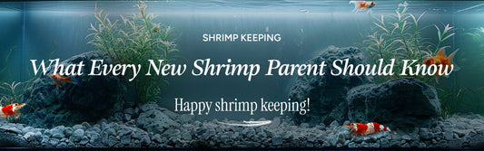 🦐 Shrimp Keeping — What Every New Shrimp Parent Should Know