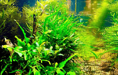 Aquascaping, Planted Aquariums and Successful Fish Keeping - FISH HUT AQUA AND PET SUPPLIES