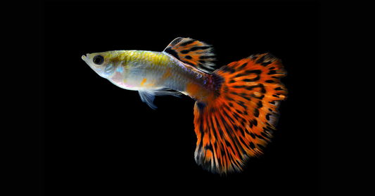 Understanding Natural & Native Australian Fish for Aquariums