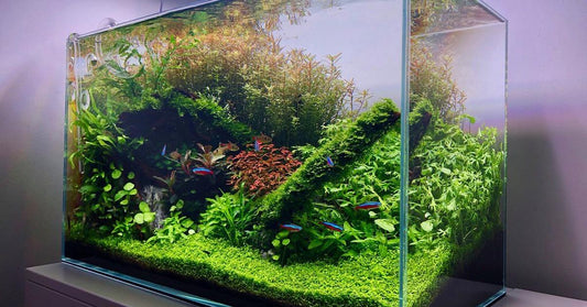 How to Set Up a Nano Aquarium (Beginner’s Guide)