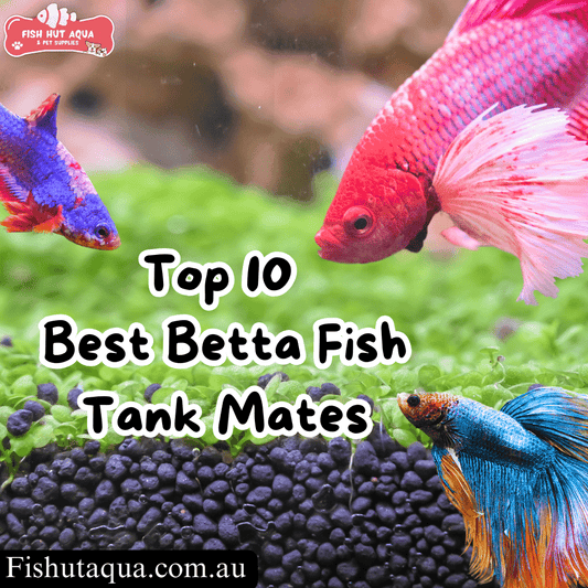 Top 10 Best Betta Fish Tank Mates - FISH HUT AQUA AND PET SUPPLIES
