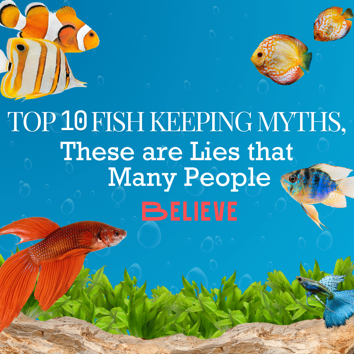 Top 10 Fish Keeping Myths, These Are Lies That Many People Believe - FISH HUT AQUA AND PET SUPPLIES