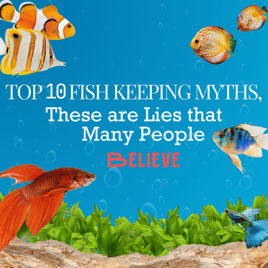 Top 10 Fish Keeping Myths, These Are Lies That Many People Believe - FISH HUT AQUA AND PET SUPPLIES