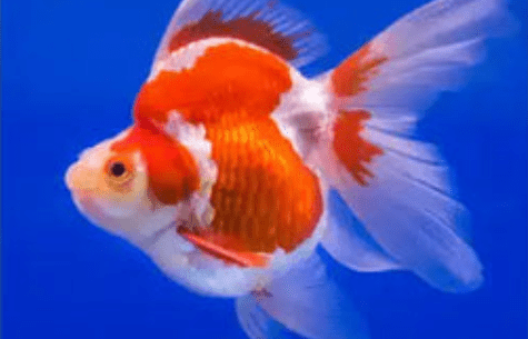 Understanding and Treating Swim Bladder Issues in Goldfish - FISH HUT AQUA AND PET SUPPLIES