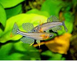 Australian Native Fish