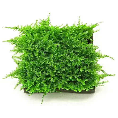 MOSS - FISH HUT AQUA AND PET SUPPLIES