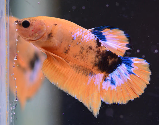 Betta Fish - Yellow Hellboy HMPK Male