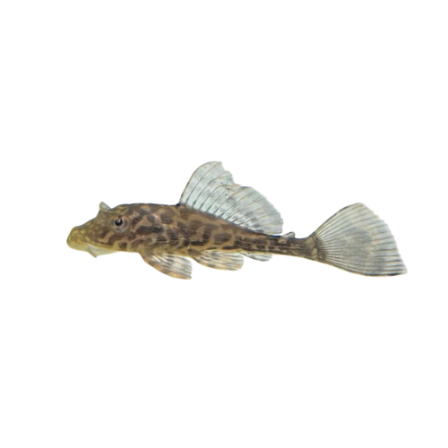 Fine Line Gold Spot Pleco