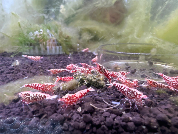 Shrimp Red Galaxy (Buy 8 Get 2 Free)