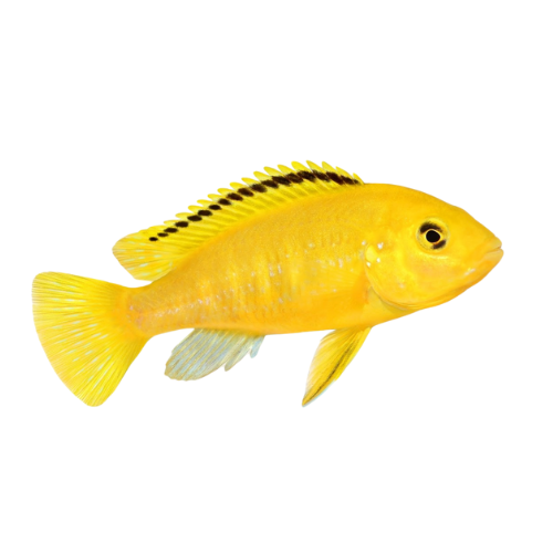 ELECTRIC YELLOW CICHLIDS