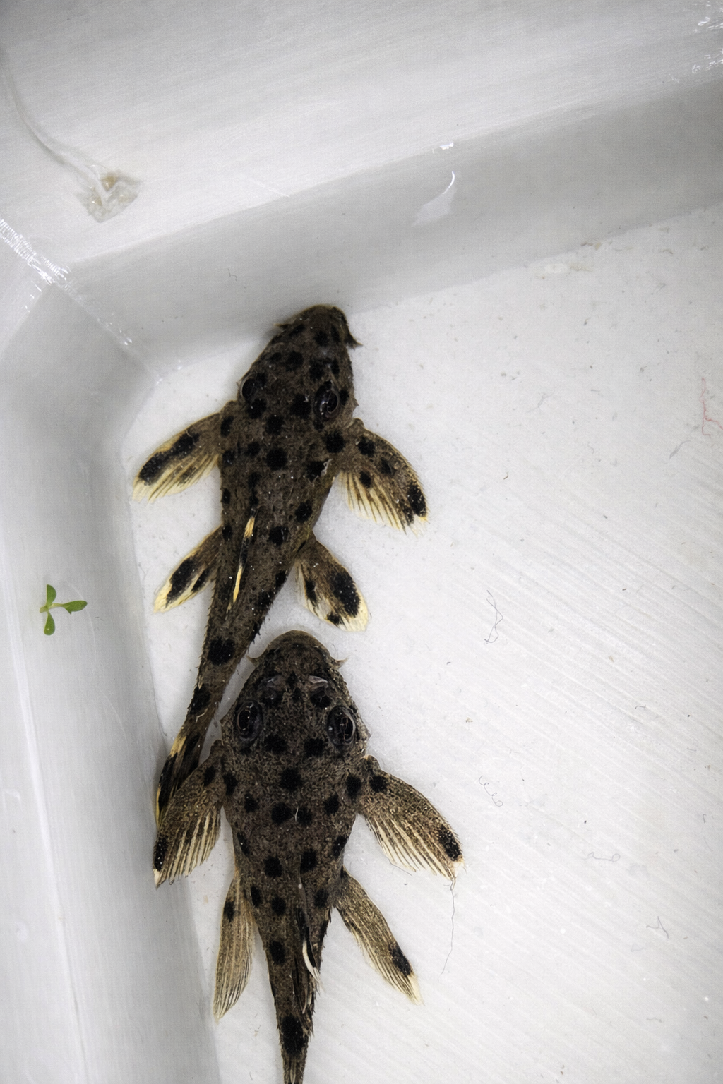 L264 Sultan Pleco