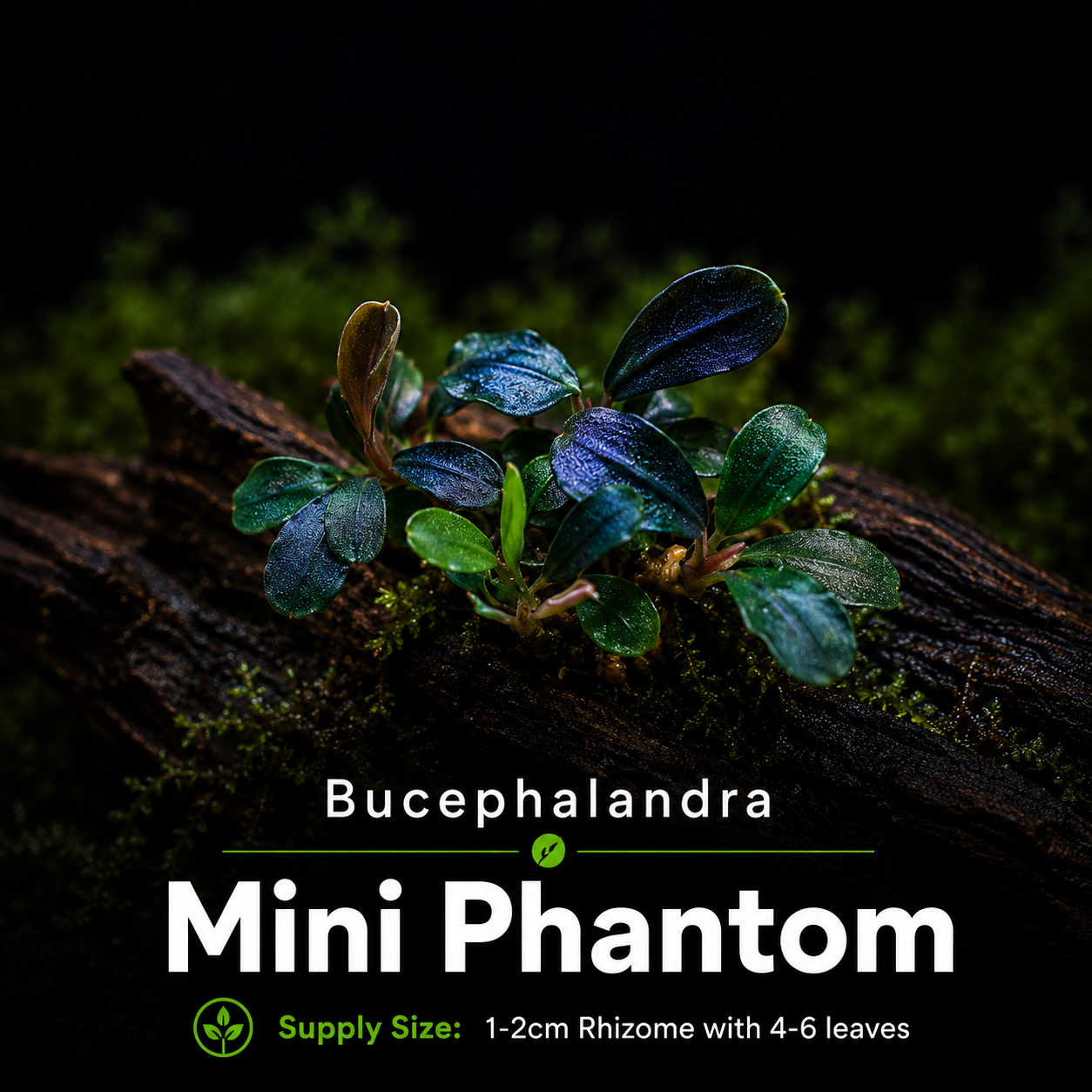 Buce - Mini Phantom
