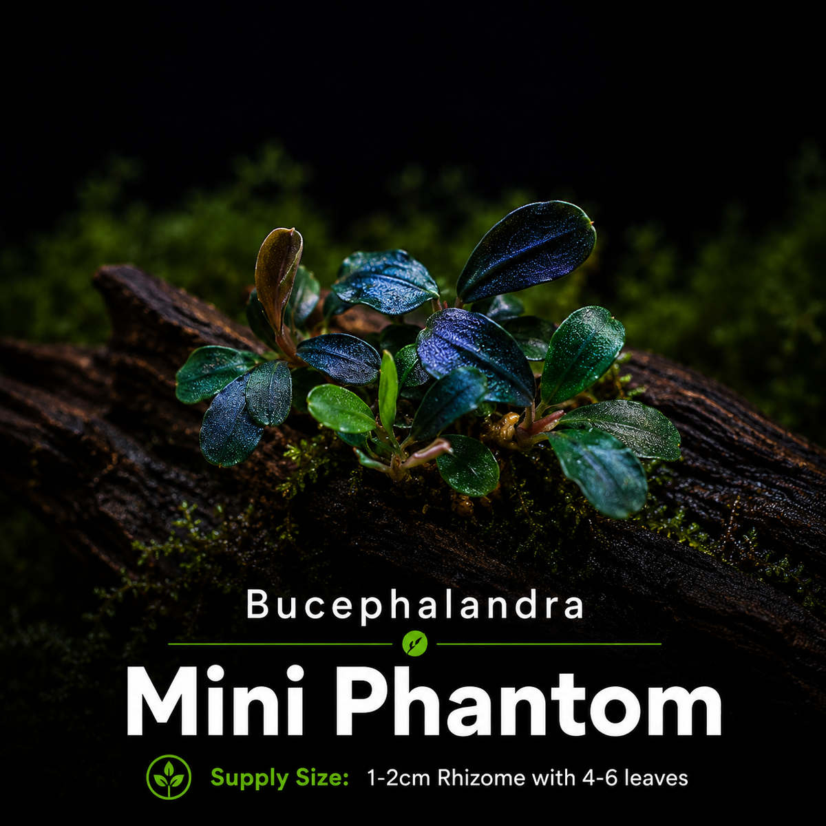 Buce - Mini Phantom