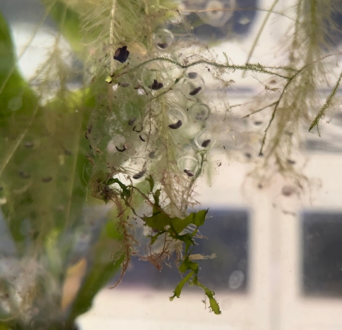 Axolotl Eggs - Ready to Hatch