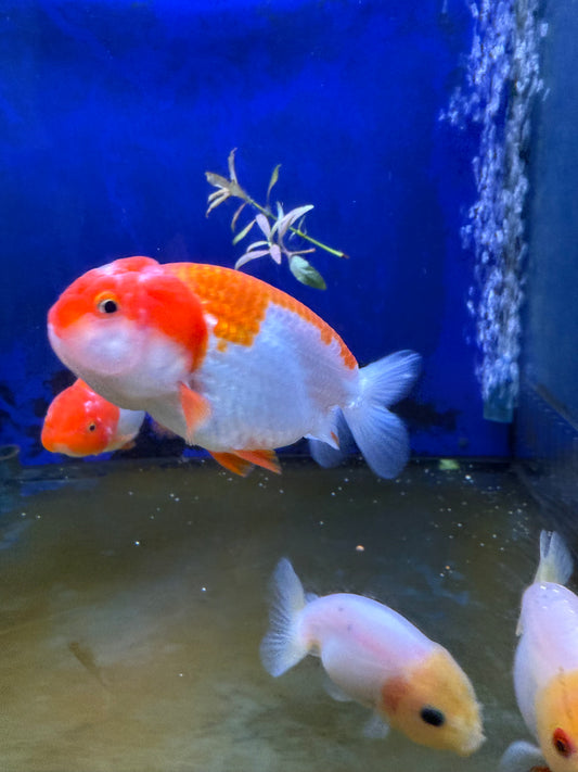 Lionhead Ranchu XL
