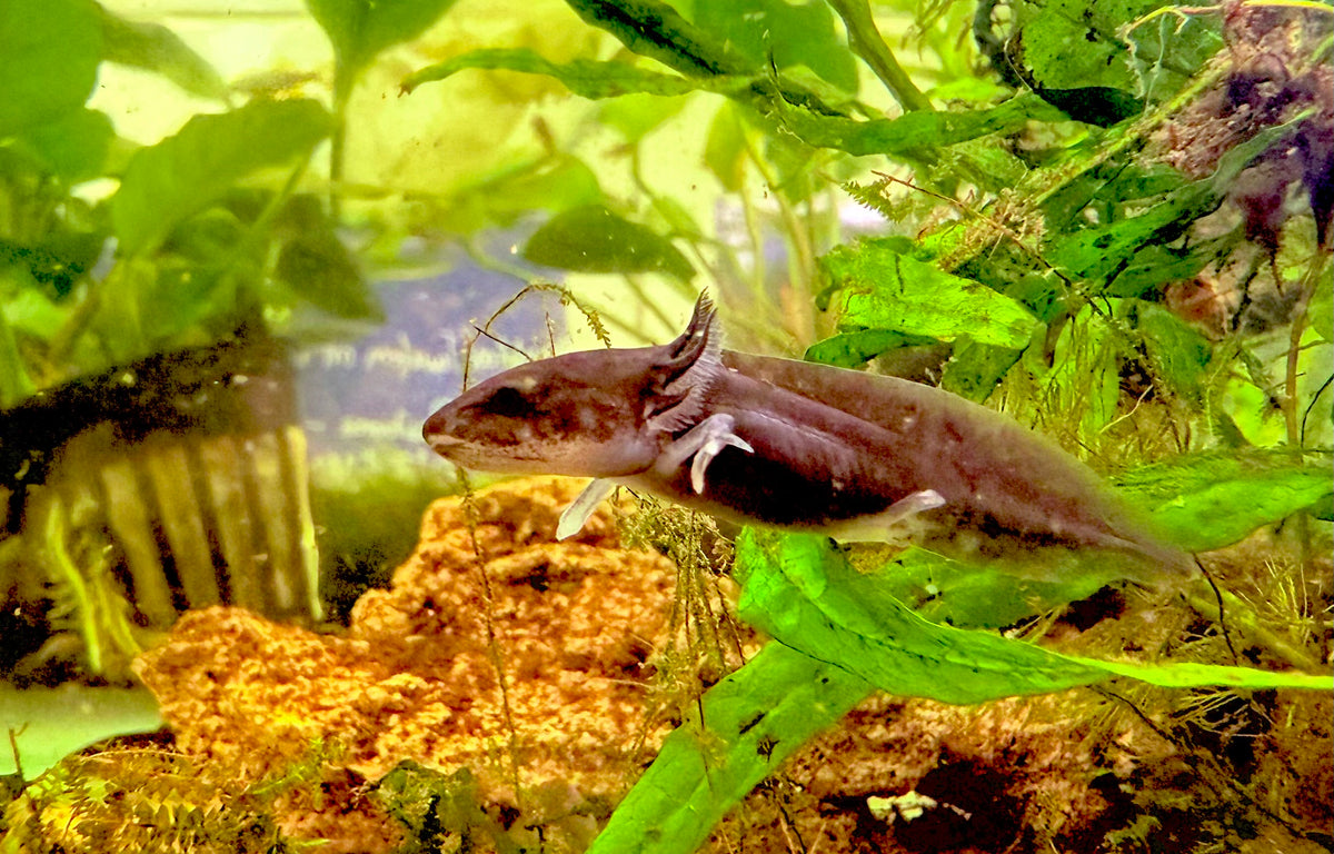 Baby Axolotls 4cm