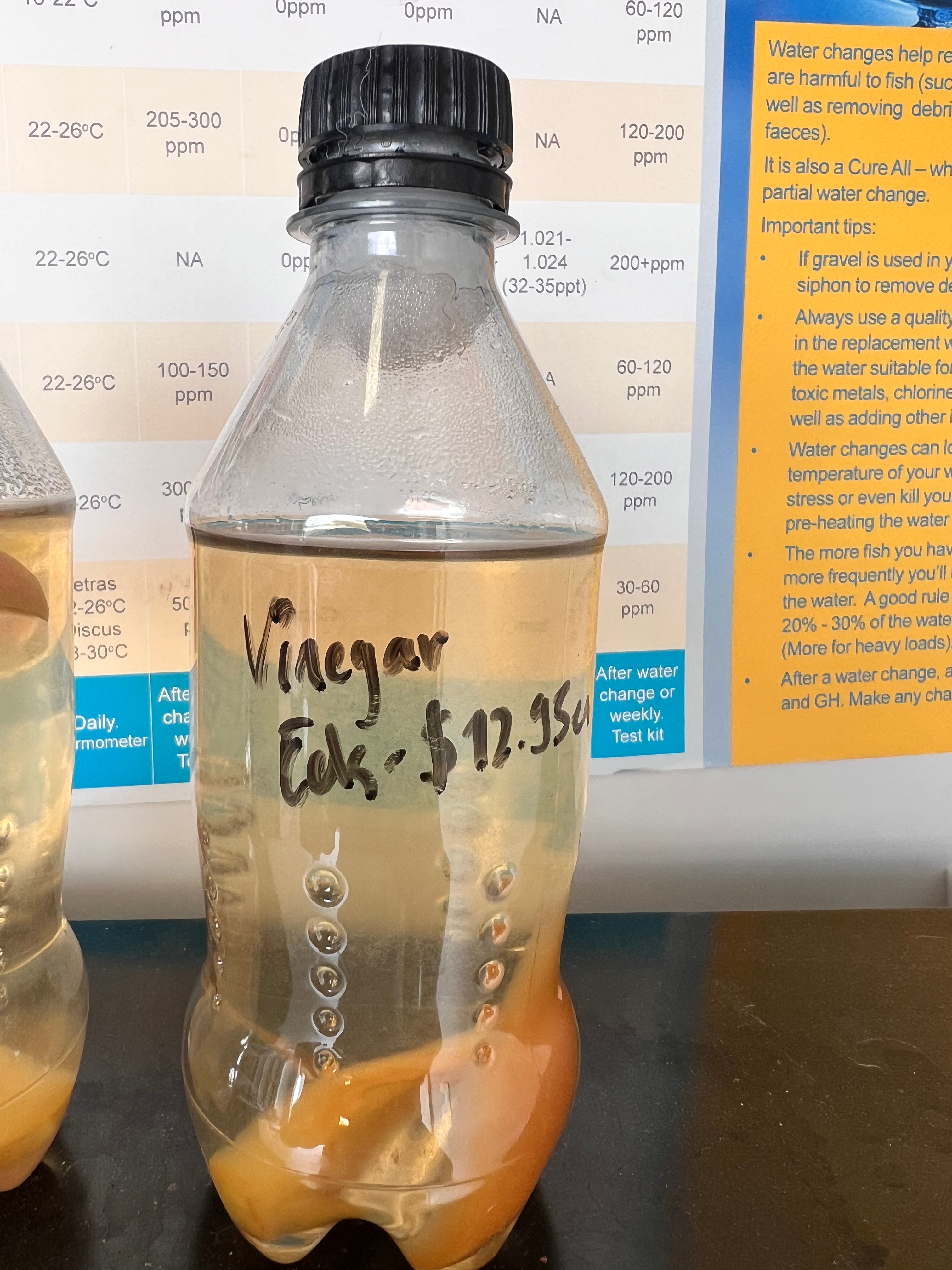 VINEGAR EELS - LIVE FOOD FOR FISH FRY - FISH HUT AQUA AND PET SUPPLIES