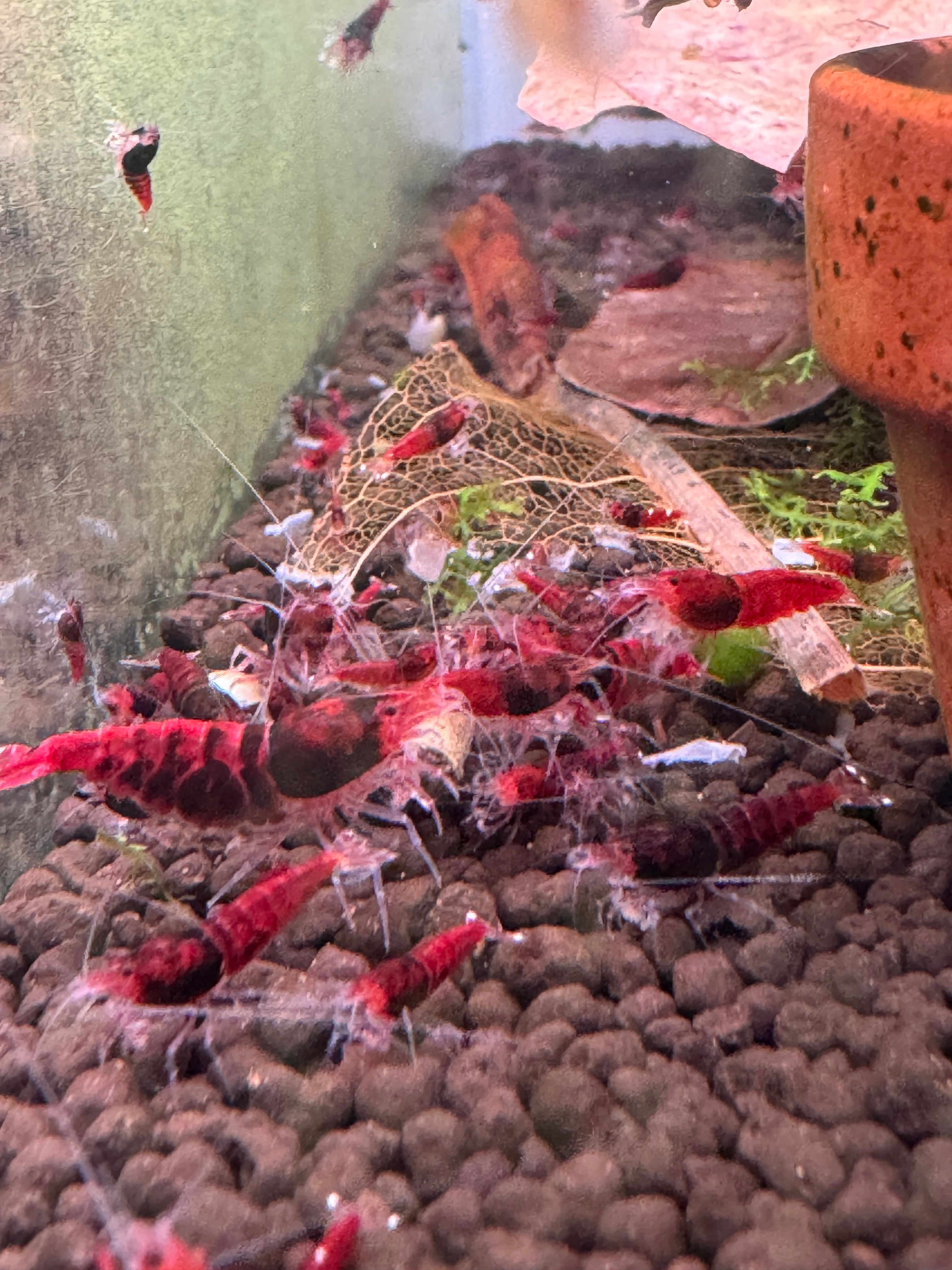 Shrimp Red King Kong Main image