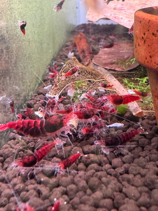 Shrimp Red King Kong