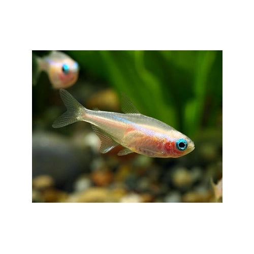 Albino Black Neon Tetra - FISH HUT AQUA AND PET SUPPLIES