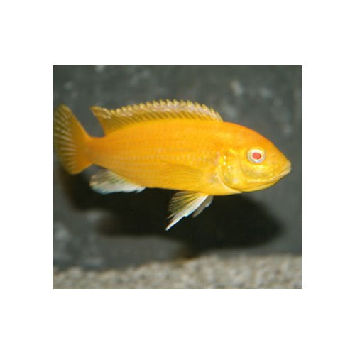 Albino Electric Yellow Cichlid with striking white and yellow coloration swimming in a freshwater aquarium