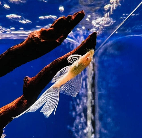 Albino Longfin Bristlenose - FISH HUT AQUA AND PET SUPPLIES