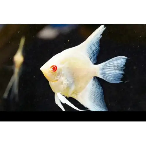 Albino Red Eye Angelfish - FISH HUT AQUA AND PET SUPPLIES