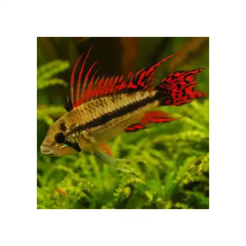 Apistogramma Cacautoides - Pair - FISH HUT AQUA AND PET SUPPLIES