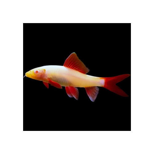 Albino Rainbow Shark - FISH HUT AQUA AND PET SUPPLIES