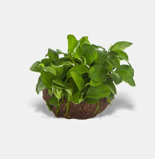 Anubias On Rock - FISH HUT AQUA AND PET SUPPLIES