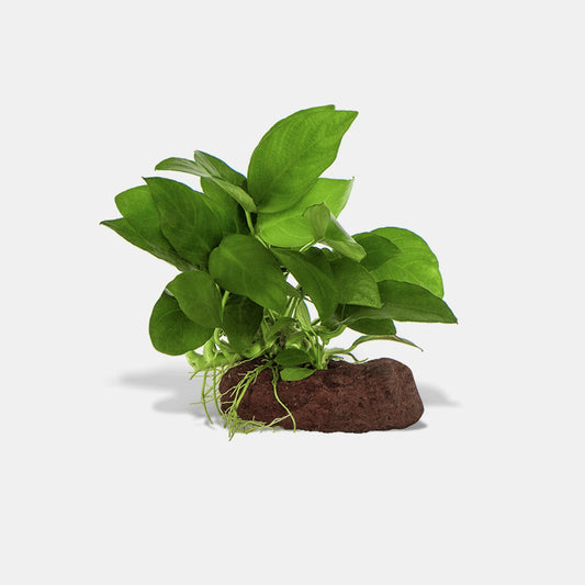 Anubias On Rock Medium - FISH HUT AQUA AND PET SUPPLIES