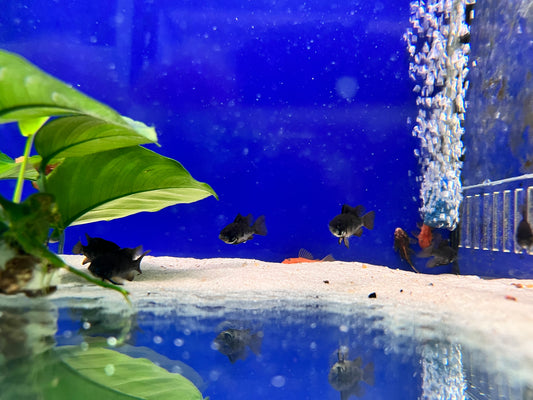 BLACK RAM - FISH HUT AQUA AND PET SUPPLIES