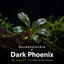 Buce - Dark Phoenix