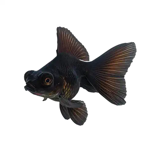 GOLD FISH - BLACK MOOR 5CM - FISH HUT AQUA AND PET SUPPLIES