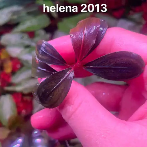Buce - Helena 2013