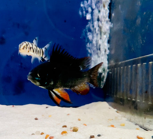 Dark Knight Rams Breeding Pairs - FISH HUT AQUA AND PET SUPPLIES