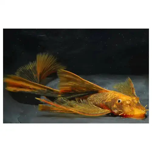 LONGFIN CALICO BRISTLENOSE - FISH HUT AQUA AND PET SUPPLIES