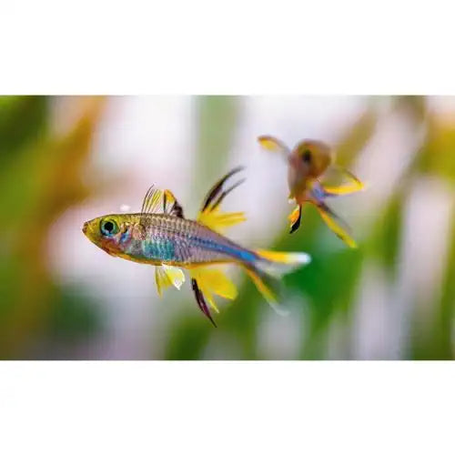 CELEBES RAINBOW FISH - FISH HUT AQUA AND PET SUPPLIES