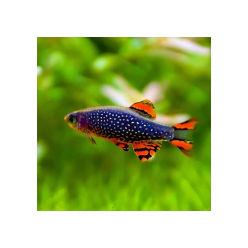 CELESTIAL PEARL DANIO - GALAXY RASBORAS - FISH HUT AQUA AND PET SUPPLIES