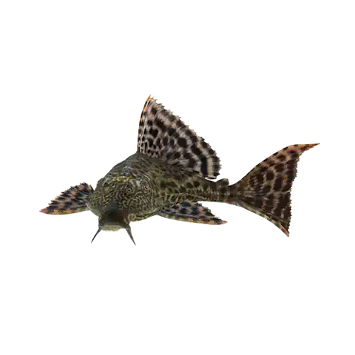 Plecostomus Catfish - Common Pleco