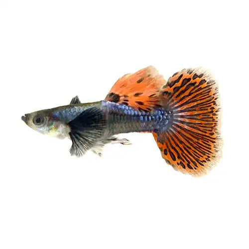 Assorted Dumbo Ear Guppies - Male - FISH HUT AQUA AND PET SUPPLIES