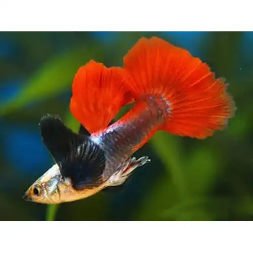 DUMBO EAR MALE GUPPY - ASSORTED - FISH HUT AQUA AND PET SUPPLIES