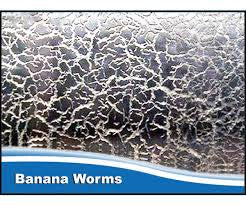 Micro Worms - Banana Worms Culture