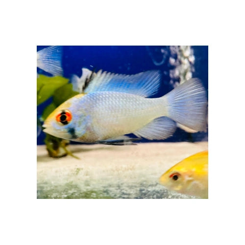 Electric Blue Ram Cichlid: A Stunning Vision in Neon Blue - FISH HUT AQUA AND PET SUPPLIES