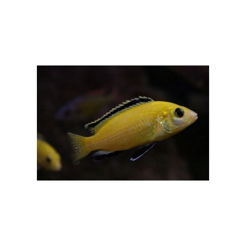 ELECTRIC YELLOW LIONCOVE CICHLIDS - FISH HUT AQUA AND PET SUPPLIES