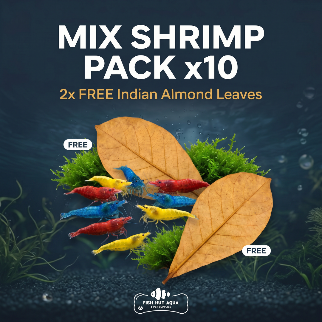 Mix Shrimp Pack of 10 + 2x Free Indian Almond Leaf Main image