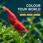 MIX Pack of Shrimps 20pk (Free Shipping Offer)