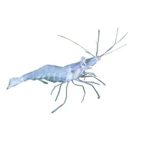 FRESHWATER GLASS SHRIMP - AUSTRALIAN - FISH HUT AQUA AND PET SUPPLIES